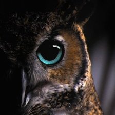 Схема вышивки «Взгляд совы»