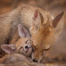Схема вышивки «Лиса с лисенком»