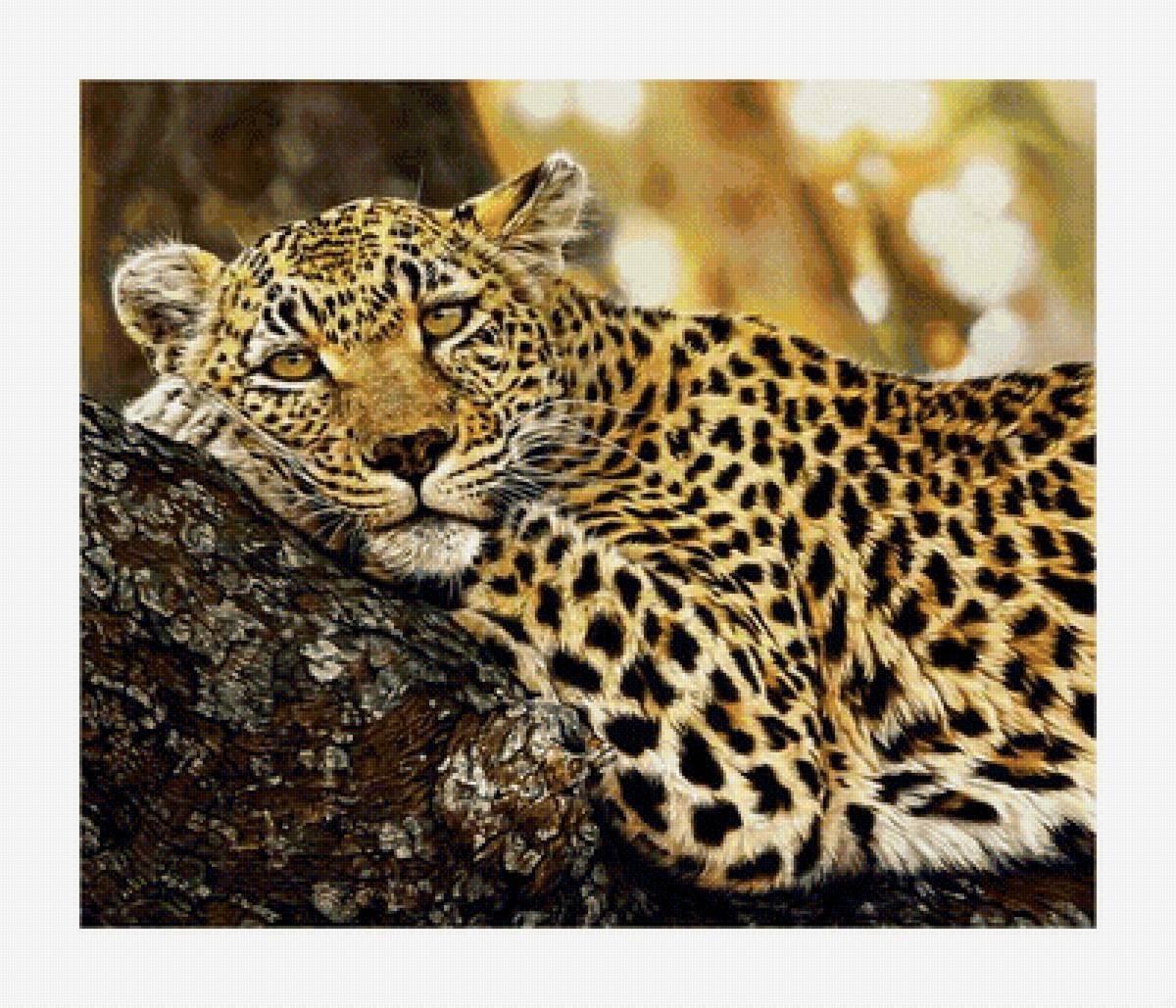 Леопард. - хищник., леопард - предпросмотр