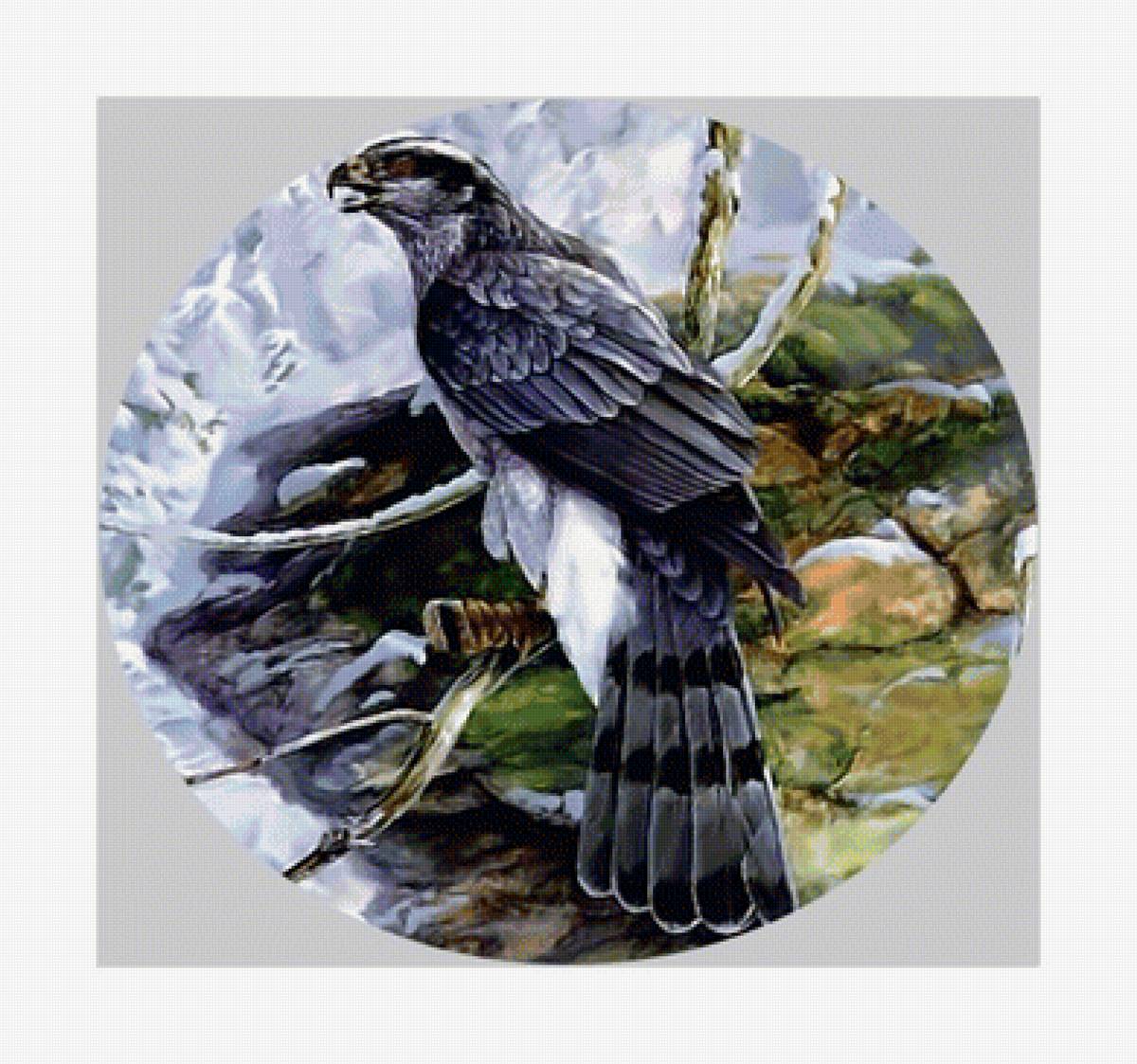 Сокол. - хищник., птица, сокол - предпросмотр