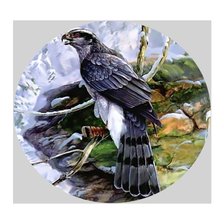 Схема вышивки «Сокол.»