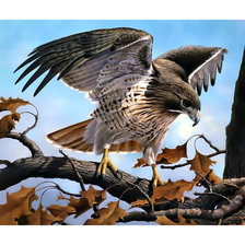 Схема вышивки «Хищная птица.»