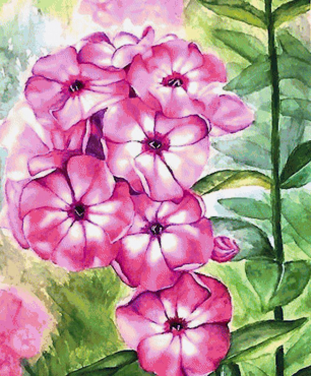 флокс - предпросмотр