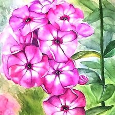 Схема вышивки «флокс»