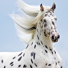 Схема вышивки «Лошадь»