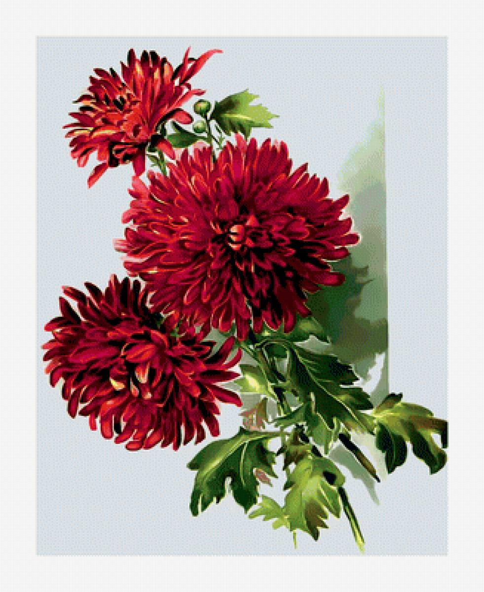 Красные хризантемы. - букет, цветы, хризантемы. - предпросмотр