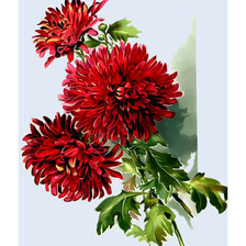 Красные хризантемы.