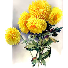 Жёлтые хризантемы.