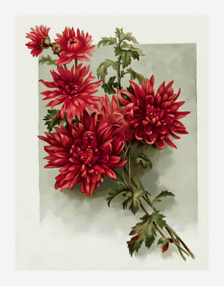 Красные хризантемы. - хризантемы., букет, цветы - предпросмотр