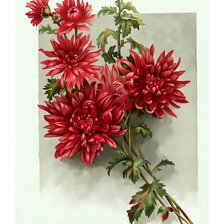 Схема вышивки «Красные хризантемы.»