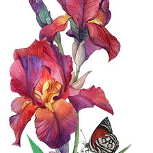 Схема вышивки «Бабочки и ирисы»