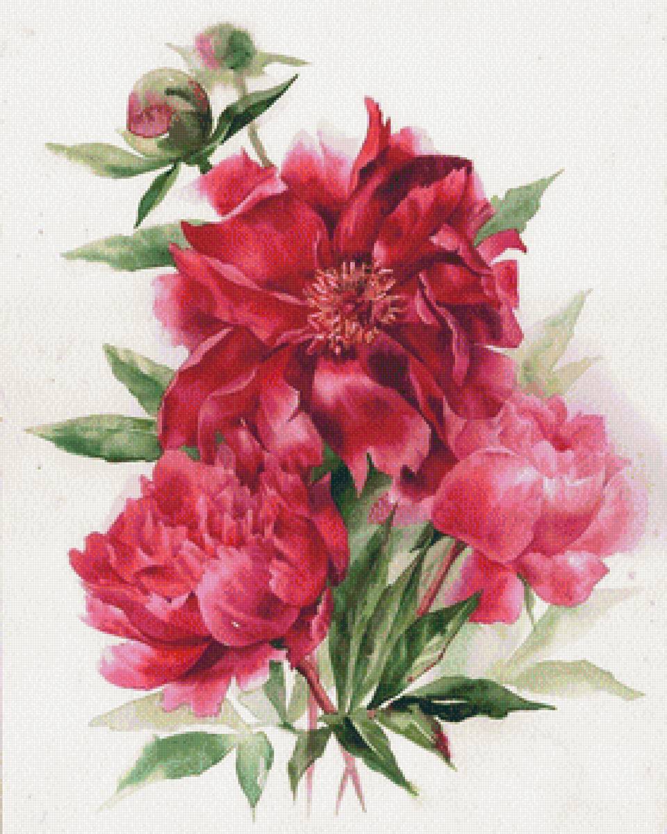 Пион - цветы - предпросмотр