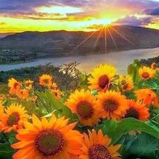 Схема вышивки «Подсолнухи»