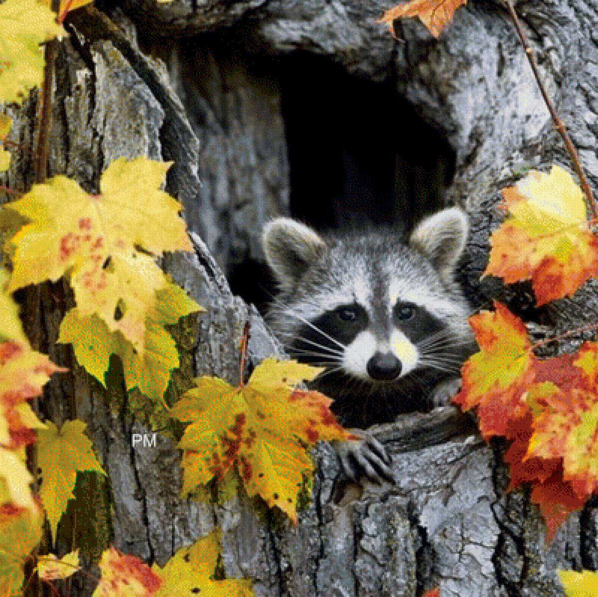 енот - предпросмотр