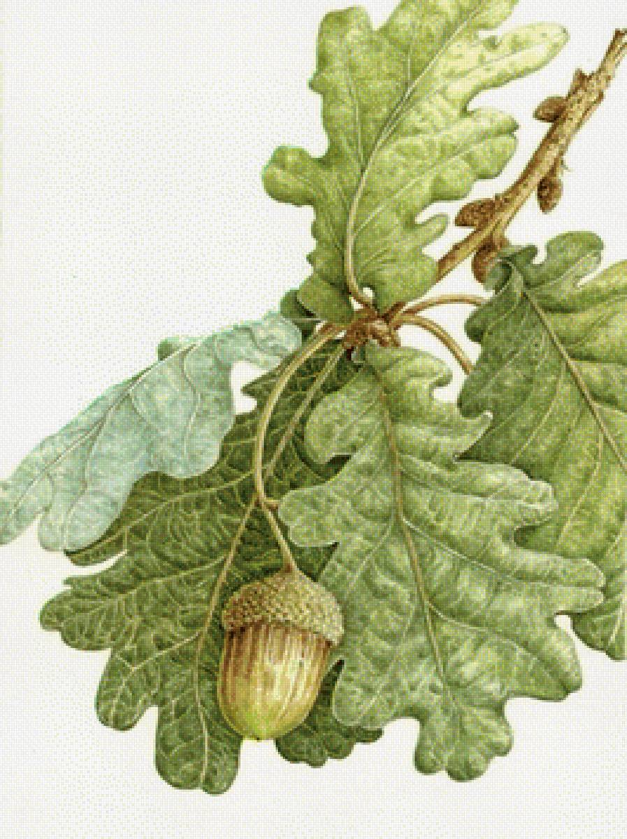 лесной сюжет - предпросмотр