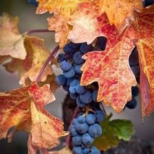 Схема вышивки «виноград»