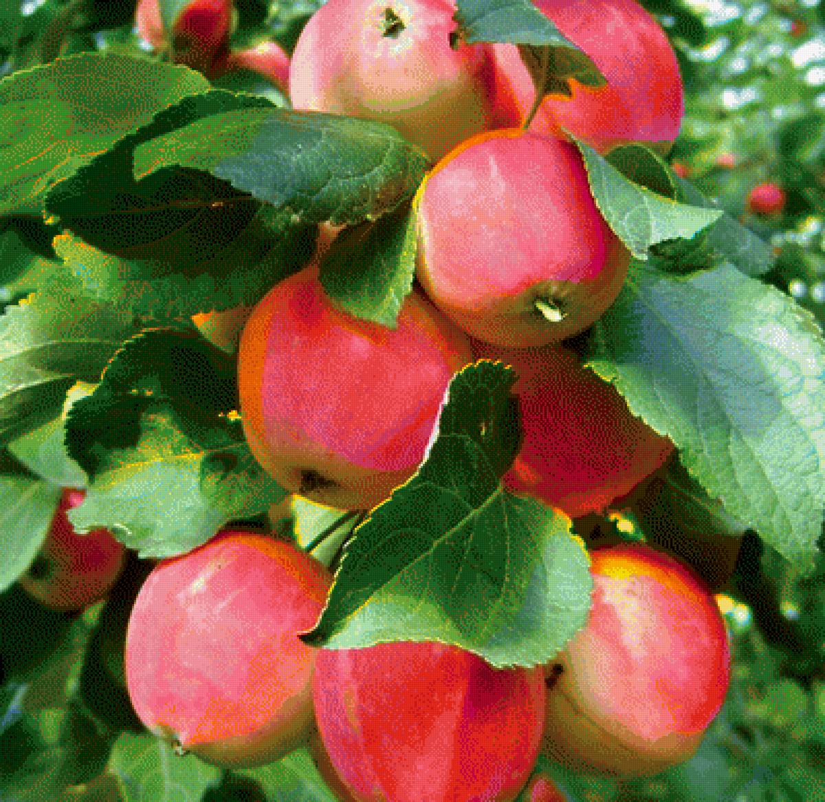 яблочки - предпросмотр