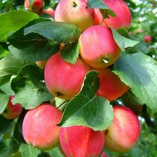 Схема вышивки «яблочки»