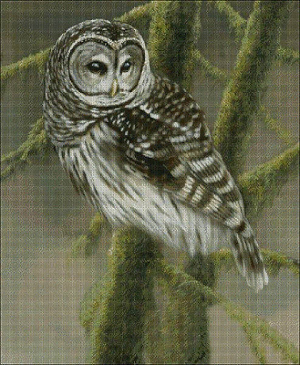 филин - предпросмотр