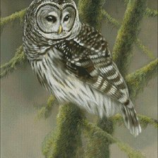 Схема вышивки «филин»