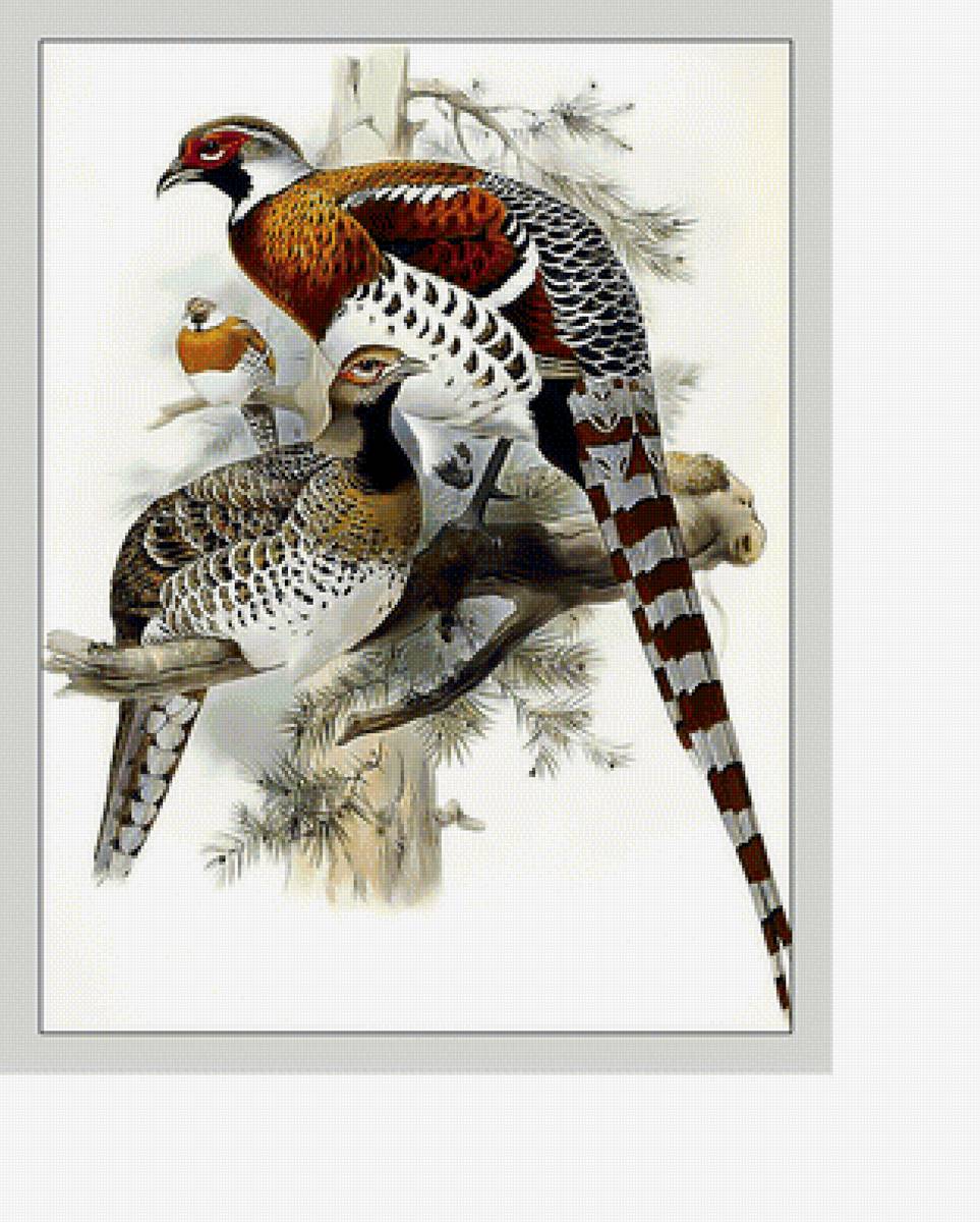 Птицы. - птицы. - предпросмотр