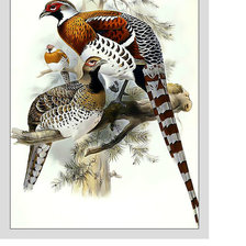 Схема вышивки «Птицы.»