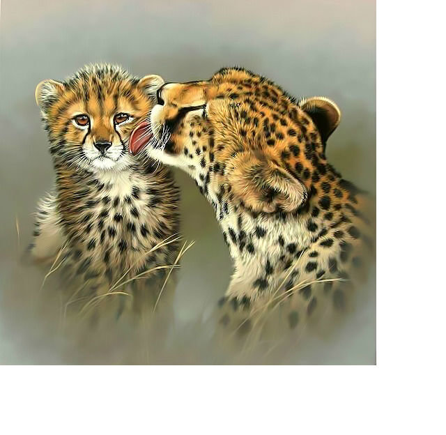 Гепарды. - хищник., котенок, гепард - оригинал