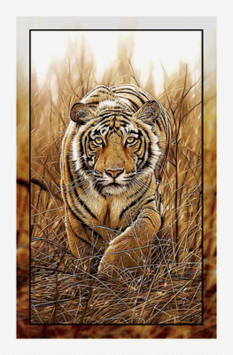 Тигр. - хищник., тигр - предпросмотр