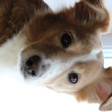 Схема вышивки «Элвис 3»