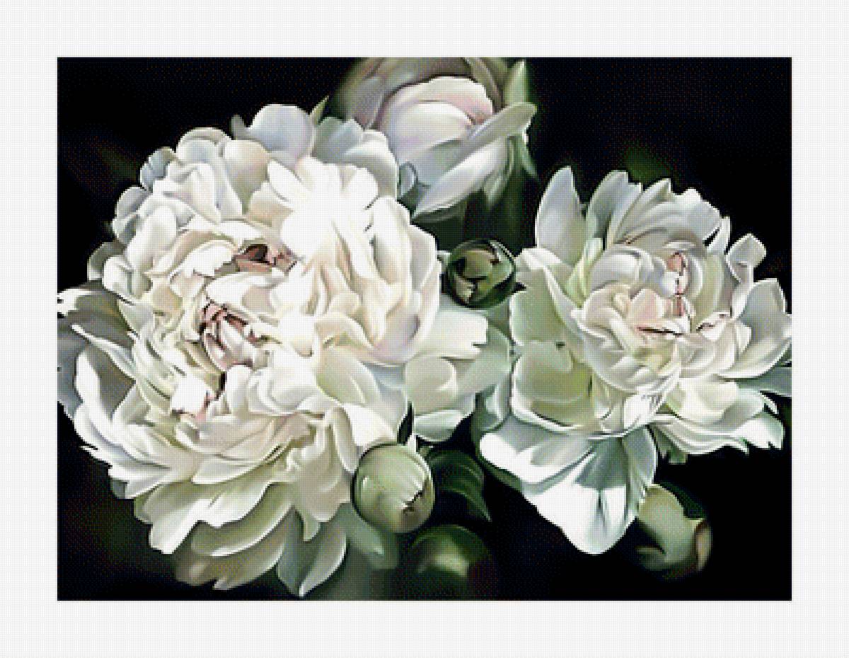 Белые пионы. - пионы, цветы., белые - предпросмотр