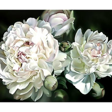 Схема вышивки «Белые пионы.»