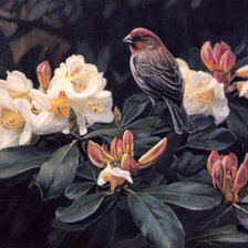 Схема вышивки «птица»