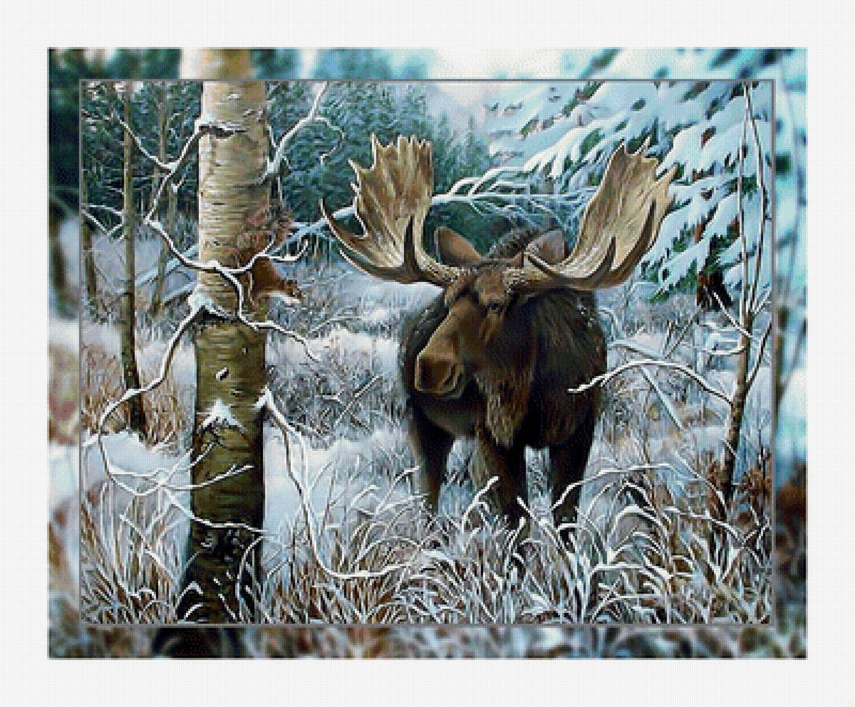 Лось в зимнем лесу. - лось., снег, зима, белка, пейзаж, лес - предпросмотр