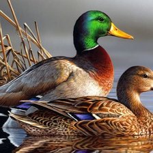 Схема вышивки «птицы»