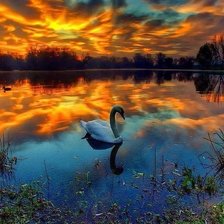 Схема вышивки «Лебедь»