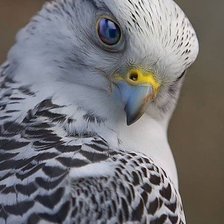 Схема вышивки «536»