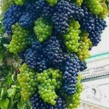 Схема вышивки «538»