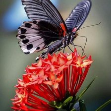 Схема вышивки «цветы»