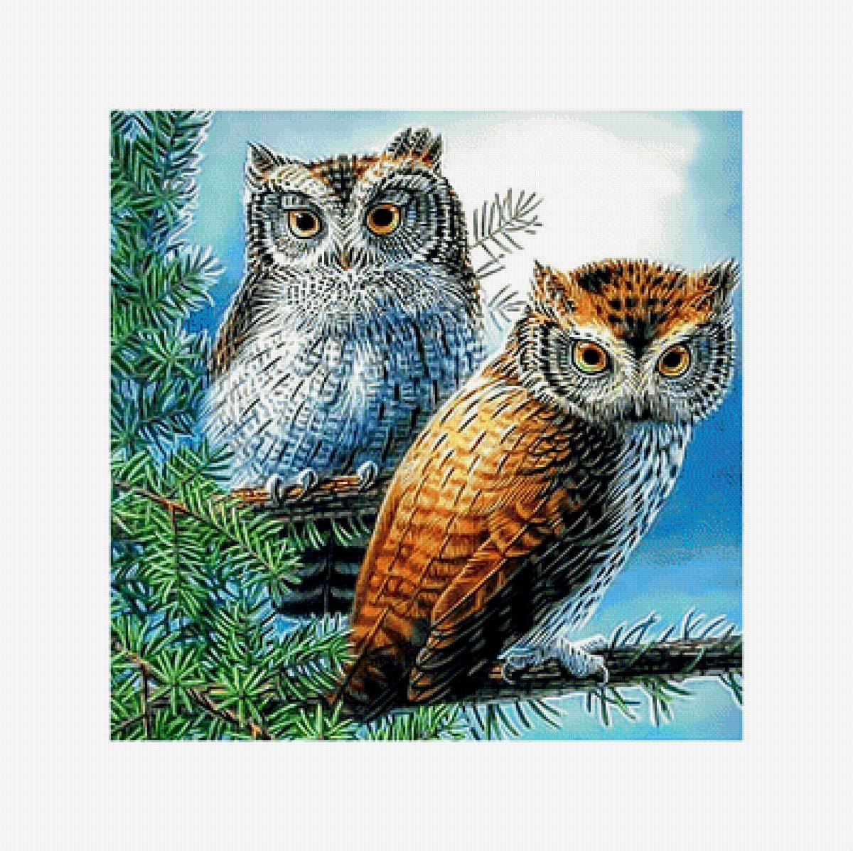 Две совы. - птицы., совы - предпросмотр