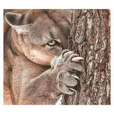 Схема вышивки «Серия "Хищники". Пума»