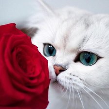 Схема вышивки «541»