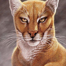 Схема вышивки «№1959519»