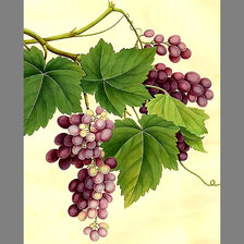 Схема вышивки «Серия "Виноград"»