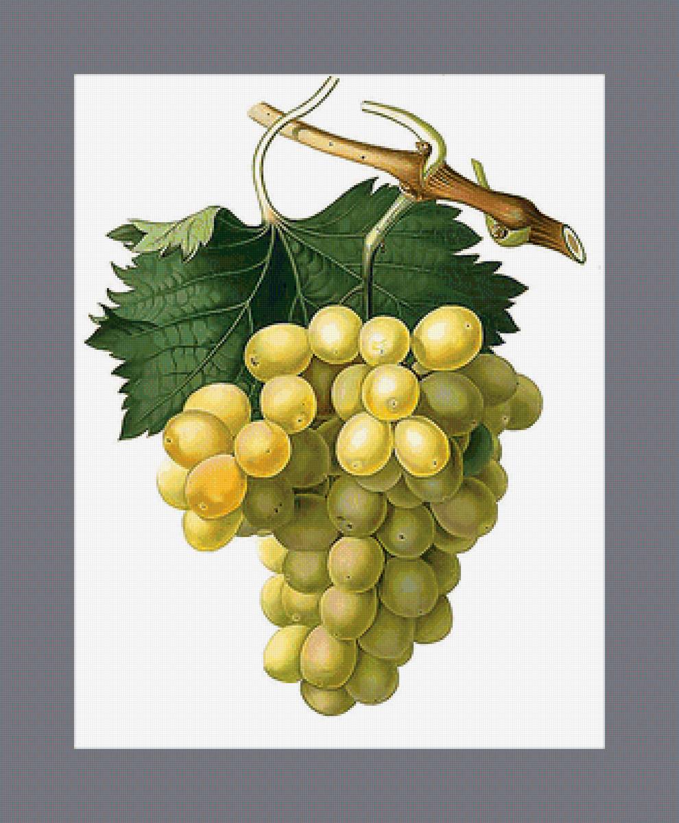 Серия "Виноград" - виноград, фрукты, ягоды - предпросмотр