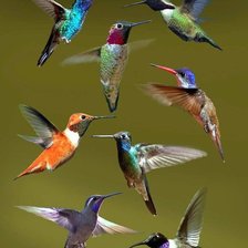 Схема вышивки «Colibris»