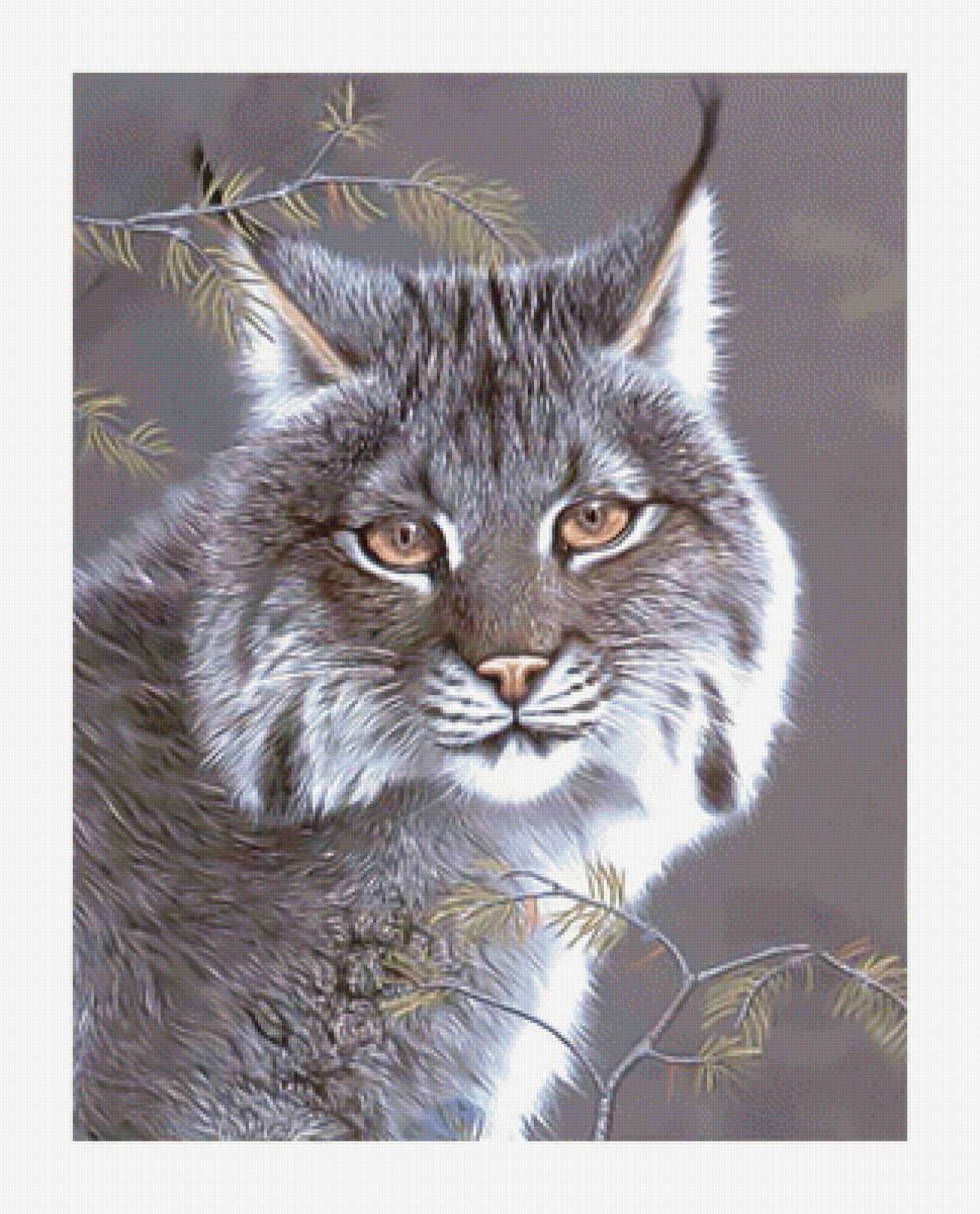 Рысь. - рысь, хищник. - предпросмотр