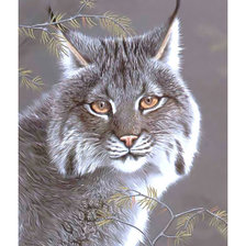 Схема вышивки «Рысь.»