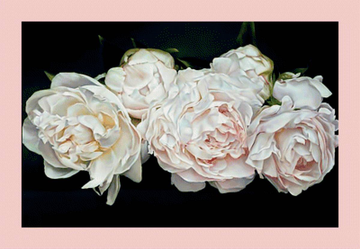 Белые пионы. - цветы., белые, пионы - предпросмотр