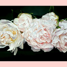 Схема вышивки «Белые пионы.»