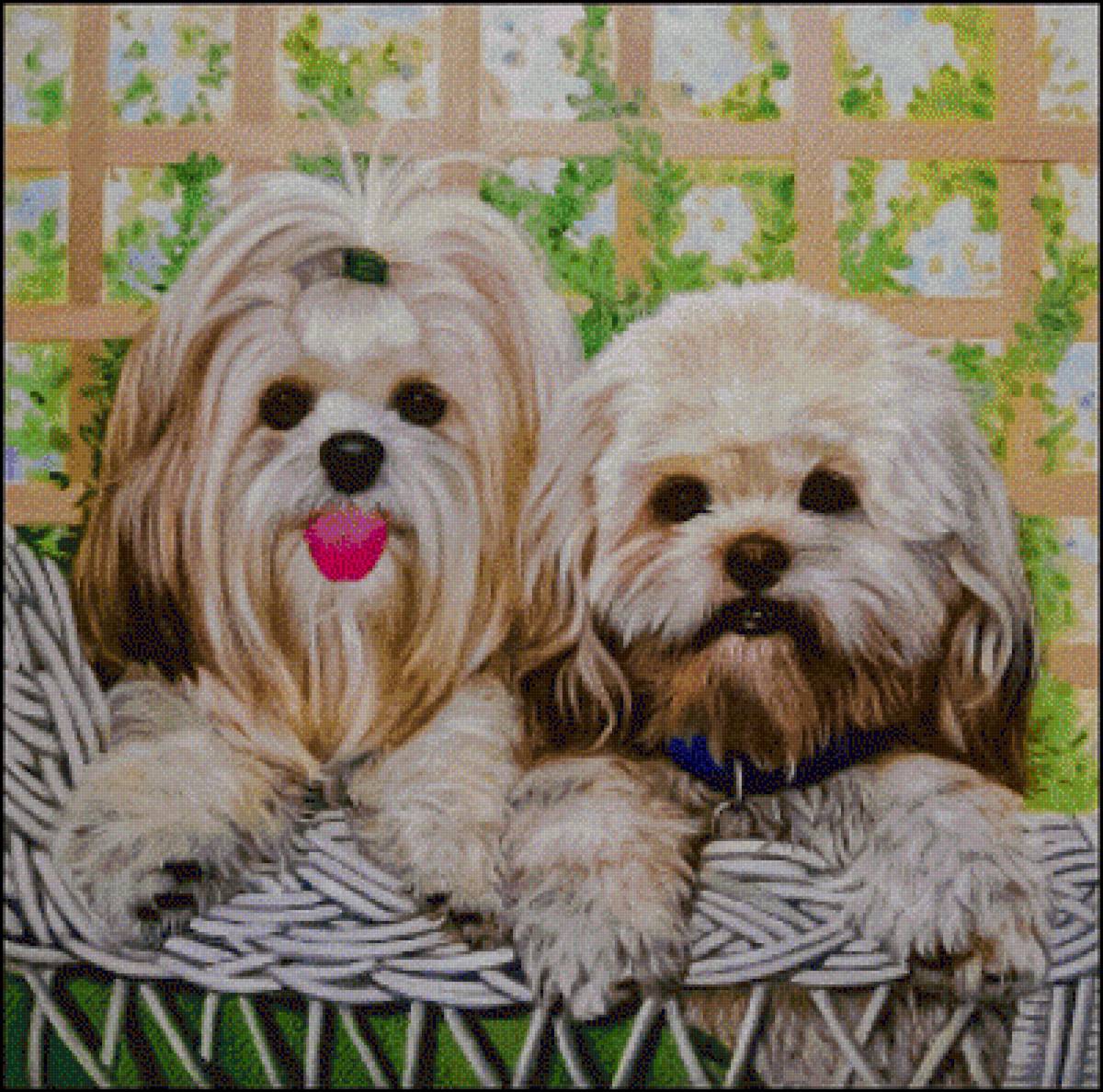 2 Lhasas on a Wicker Chair. - thomas rivers lovelace paintings.animals. - предпросмотр